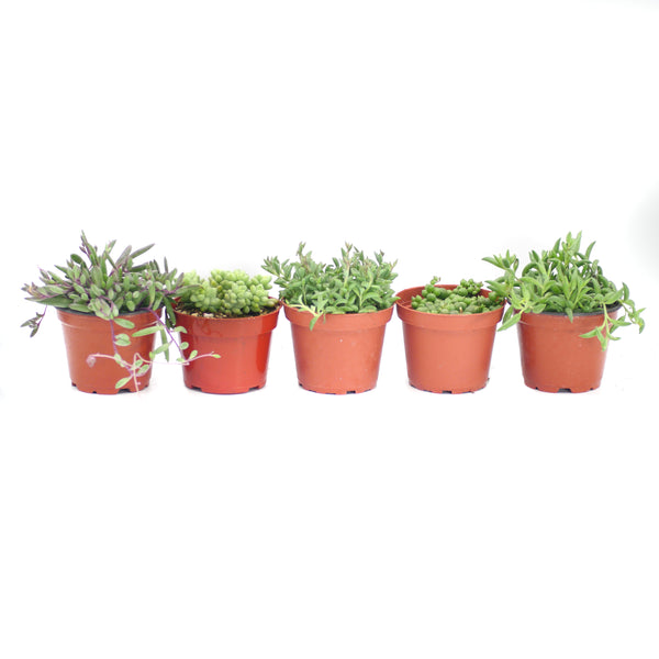 Hanging Plants Variety - 5 Pack