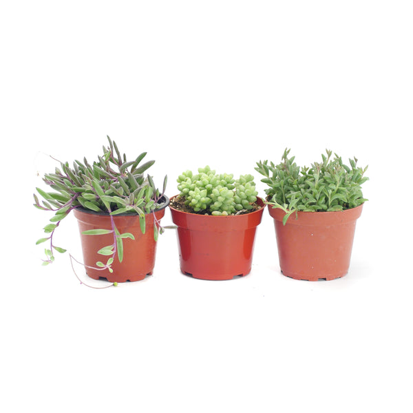 Hanging Plants Variety - 3 Pack