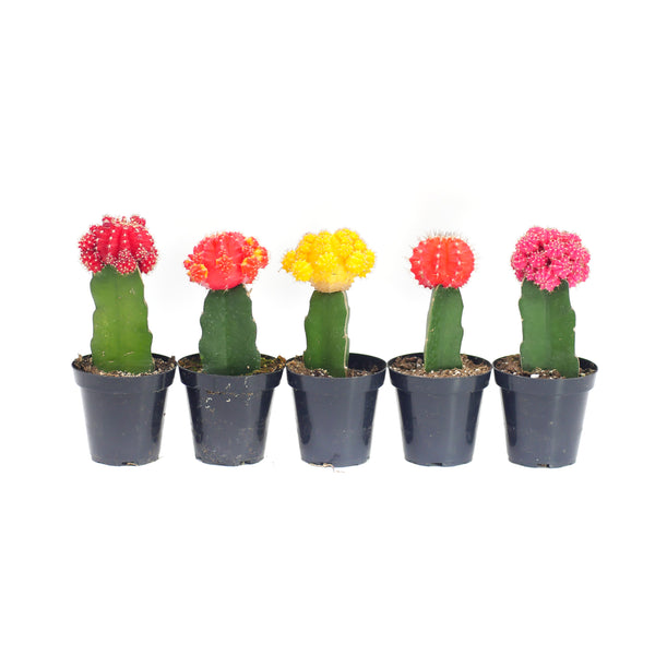 Moon Cactus Variety - 5 Pack