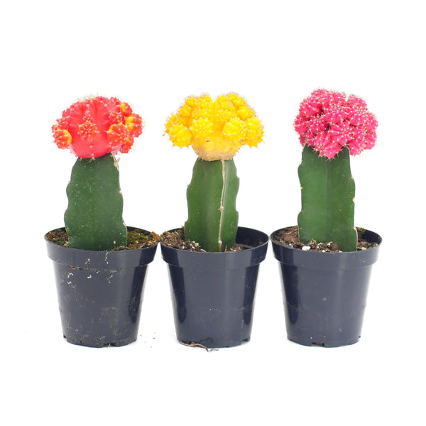 Moon Cactus Variety - 3 Pack