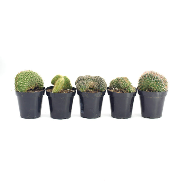 Crested Cactus Variety - 5 Pack