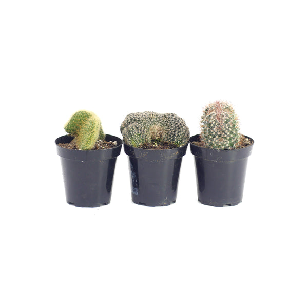 Crested Cactus Variety - 3 Pack