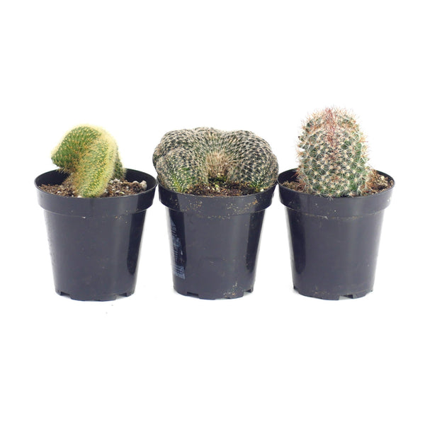 Assorted Crested Cactus - Lazy Gardens