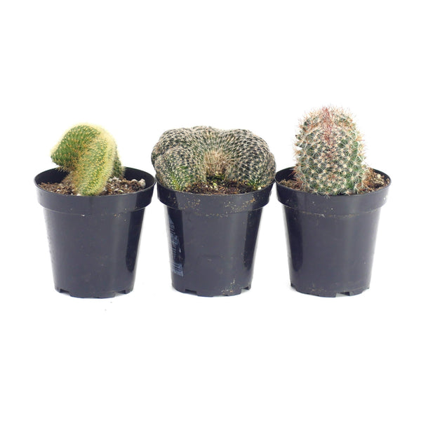 Crested Cactus Variety - 3 Pack