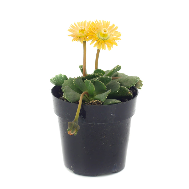 Giant Jewel Plant | Aloinopsis malherbei