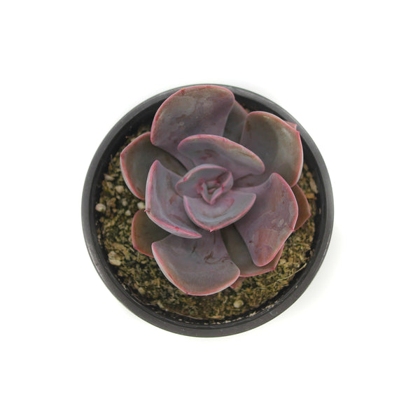 dusty rose succulent Echeveria Dusty Rose