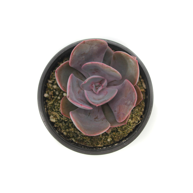 Echeveria Dusty Rose | Dusty Rose - Lazy Gardens