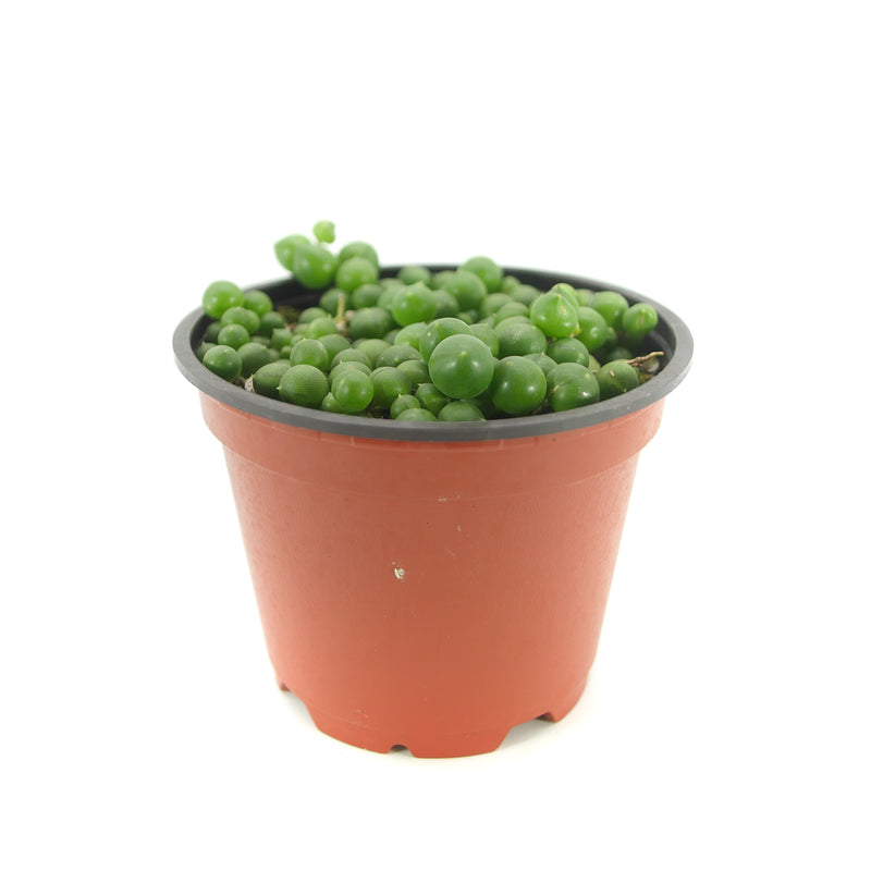 String of Pearls | Senecio Rowleyanus