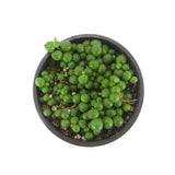 String of Pearls | Senecio Rowleyanus