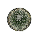 Un Pico Cactus | Mammillaria spinosissima