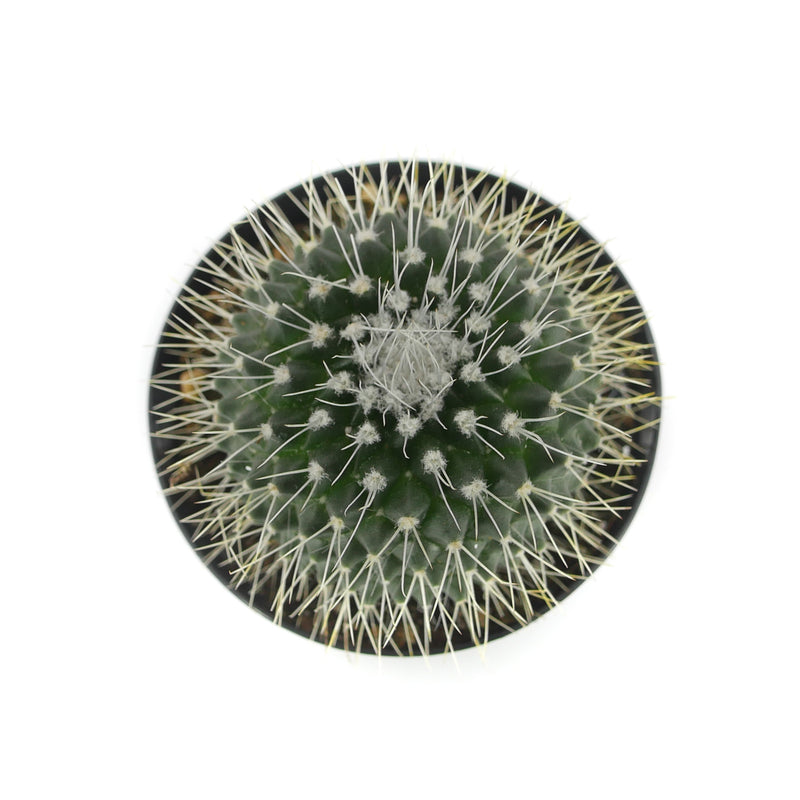 Un Pico Cactus | Mammillaria spinosissima
