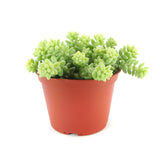 Sedum Burrito | Donkey's Tail - Lazy Gardens