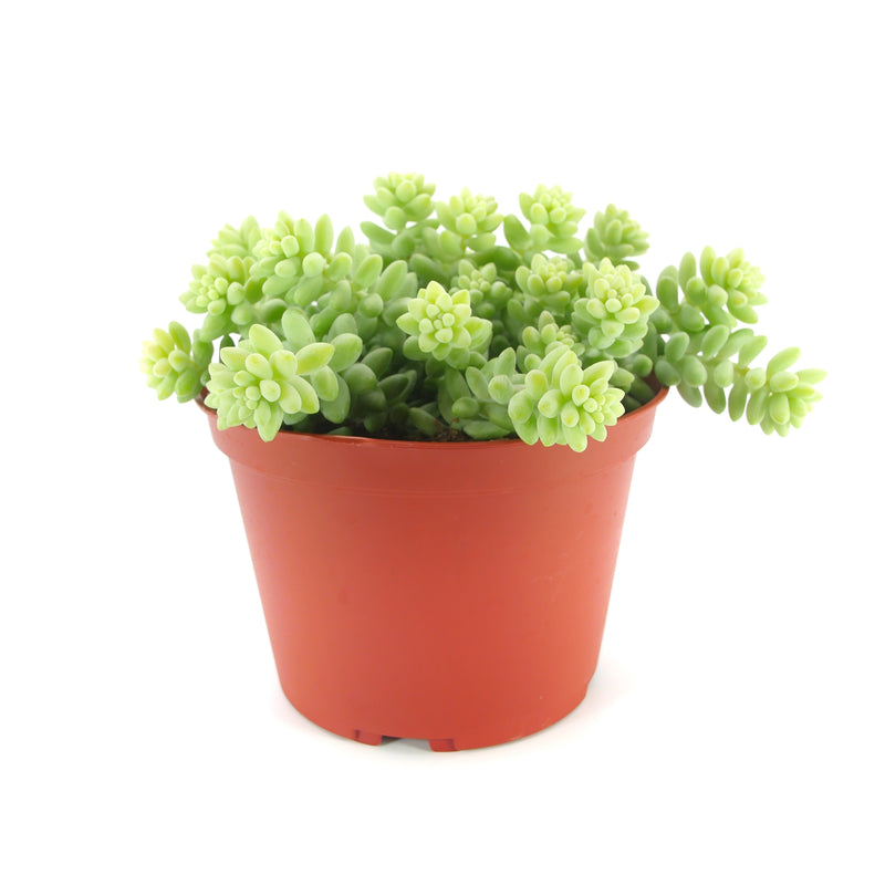 donkey succulent planter Sedum Burrito