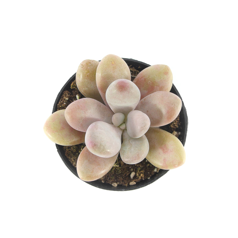 flat moonstone succulent Pachyphytum Oviferum