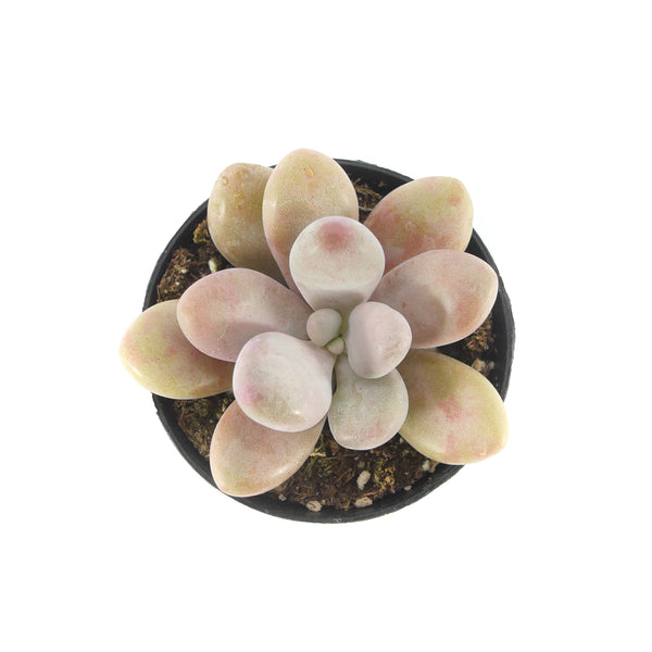 moonstone pink succulent Pachyphytum Oviferum