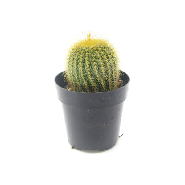 Golden Ball Cactus | Parodia leninghausii
