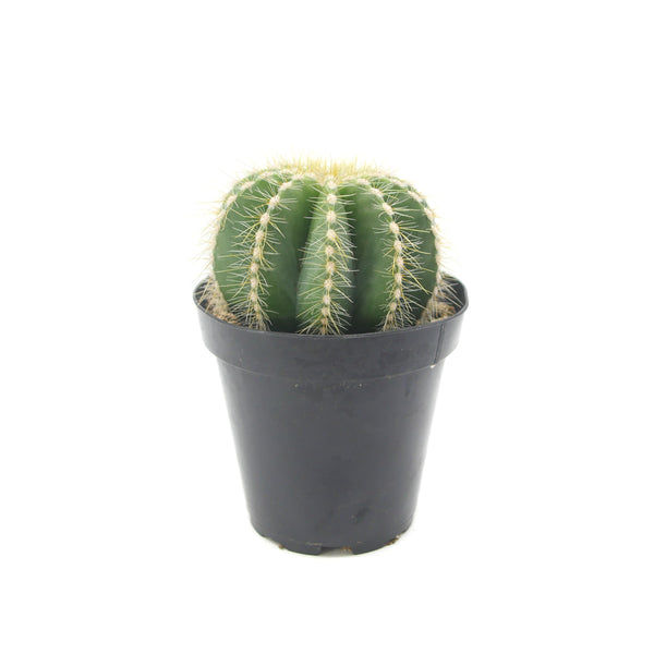 Notocactus Magnificus | Balloon Cactus - Lazy Gardens