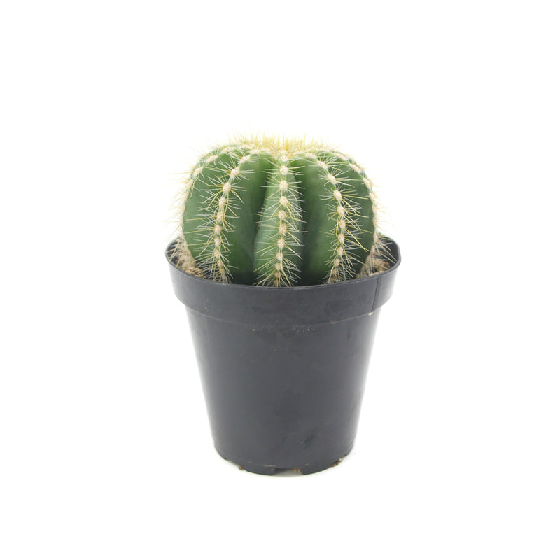 Notocactus Magnificus | Balloon Cactus - Lazy Gardens