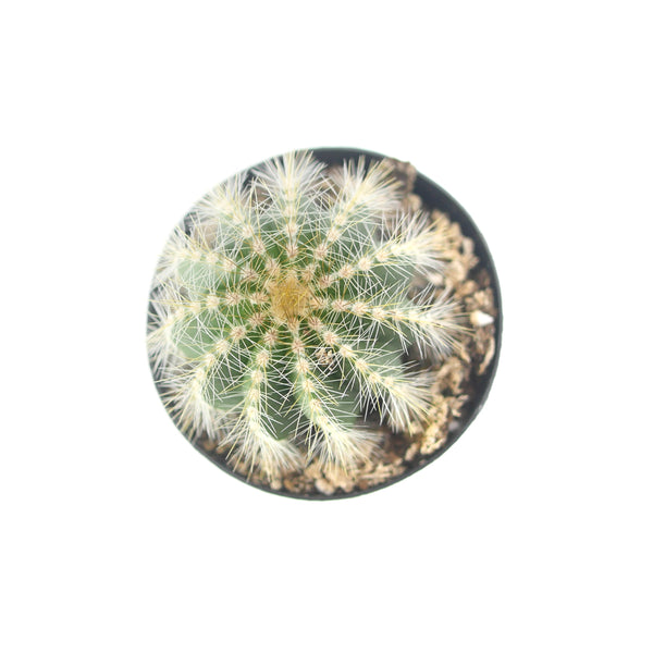 Notocactus Magnificus | Balloon Cactus - Lazy Gardens