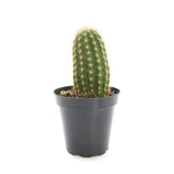 Trichocereus grandiflorus | Torch Cactus - Lazy Gardens
