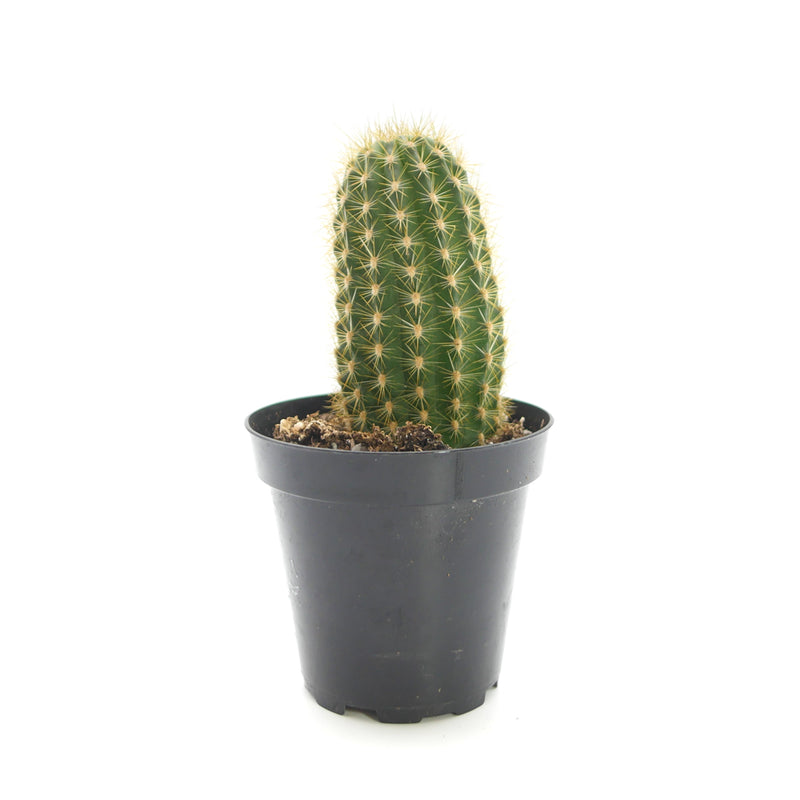 Trichocereus grandiflorus | Torch Cactus - Lazy Gardens