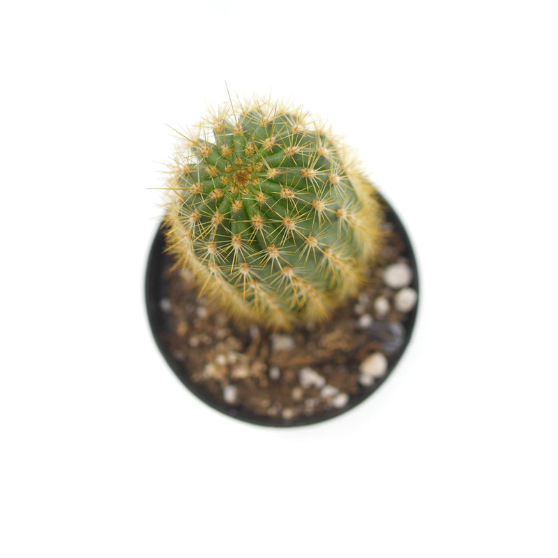 Torch Cactus | Trichocereus grandiflorus