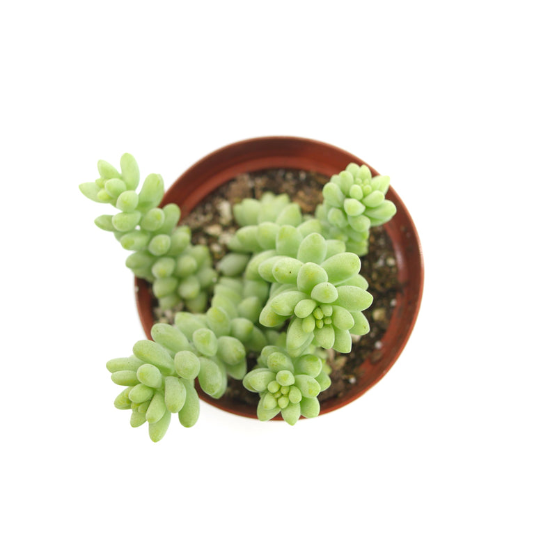 Donkey's Tail | Sedum Burrito