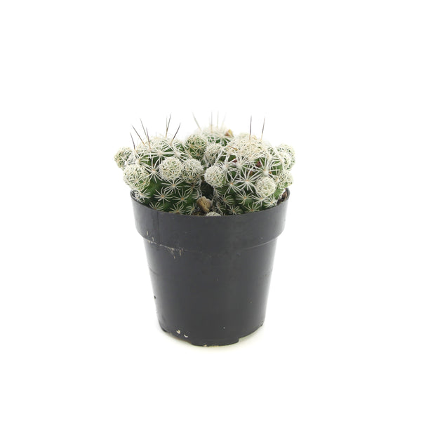 Thimble Cactus | Mammillaria gracilis fragilis
