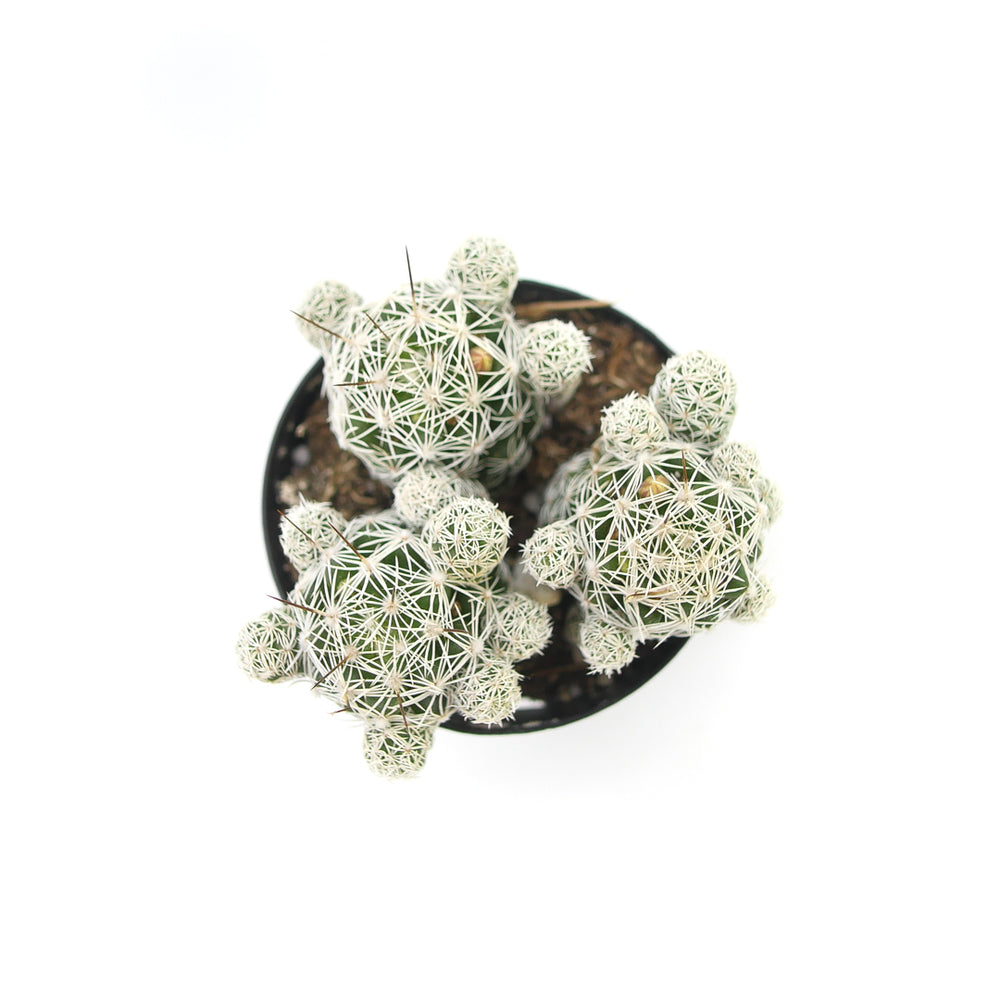 thimble succulent Mammillaria gracilis fragilis