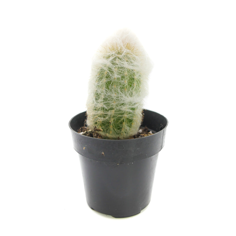 Peruvian Old Lady Cactus | Espostoa Melanostele