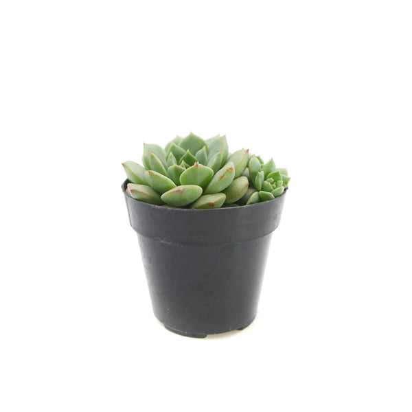 Echeveria Chris - Lazy Gardens