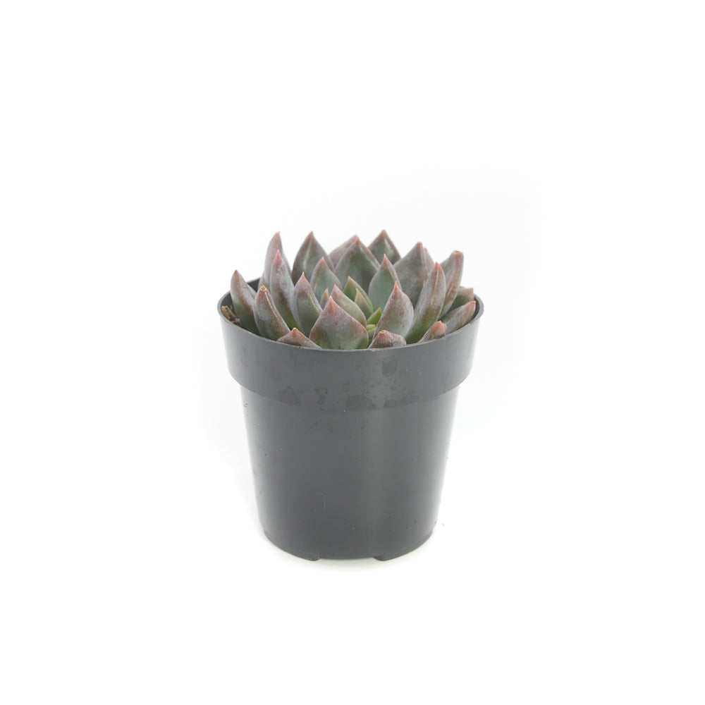 dark elf succulent Sedeveria Dark Elf
