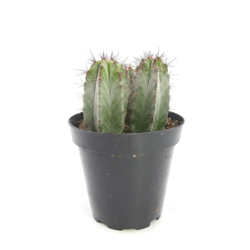 Chichipe Cactus | Polaskia Chichipe