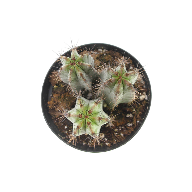 Chichipe Cactus | Polaskia Chichipe