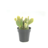 Bunny Ears Cactus | Opuntia microdasys