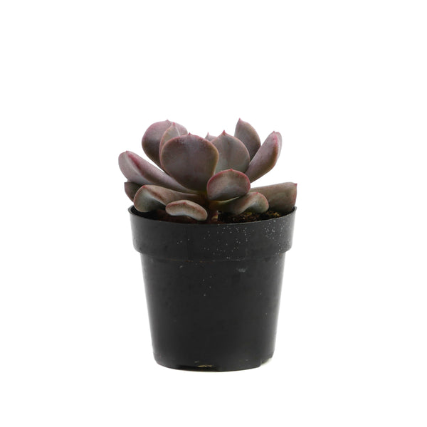 Cubic Frost | Echeveria Cubic Frost