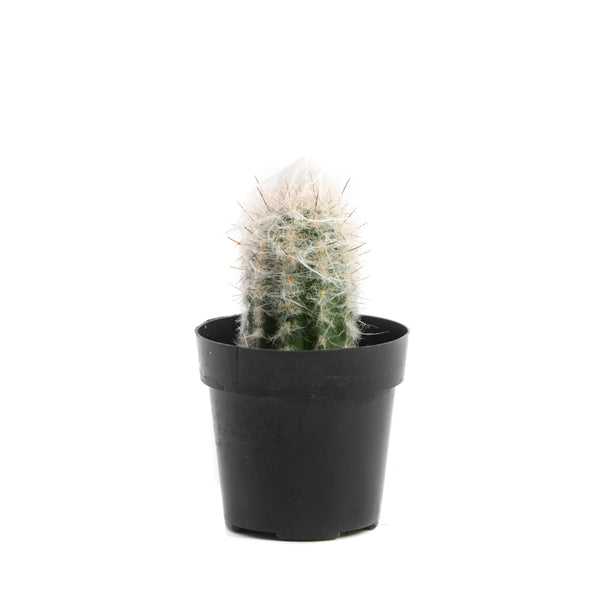 Cephalocereus senilis | Old Man Cactus - Lazy Gardens