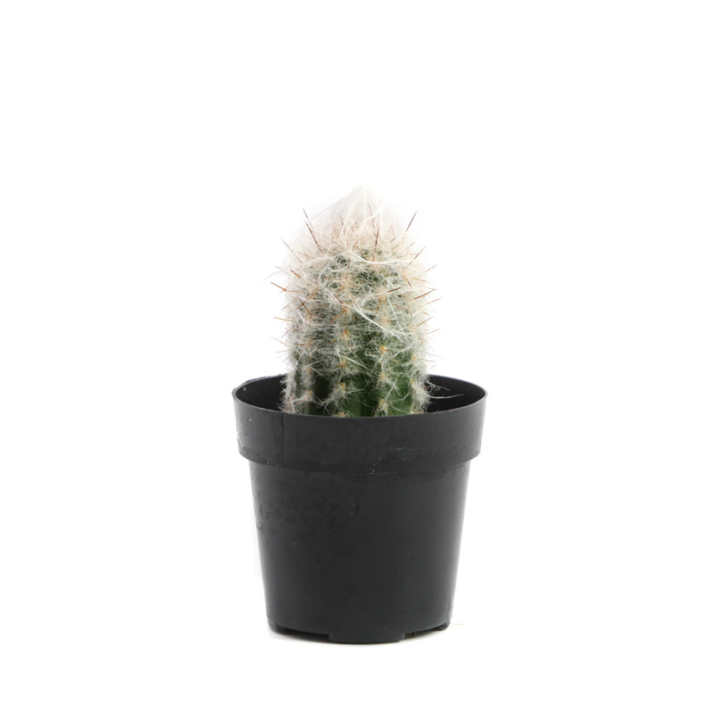 Cephalocereus senilis | Old Man Cactus - Lazy Gardens