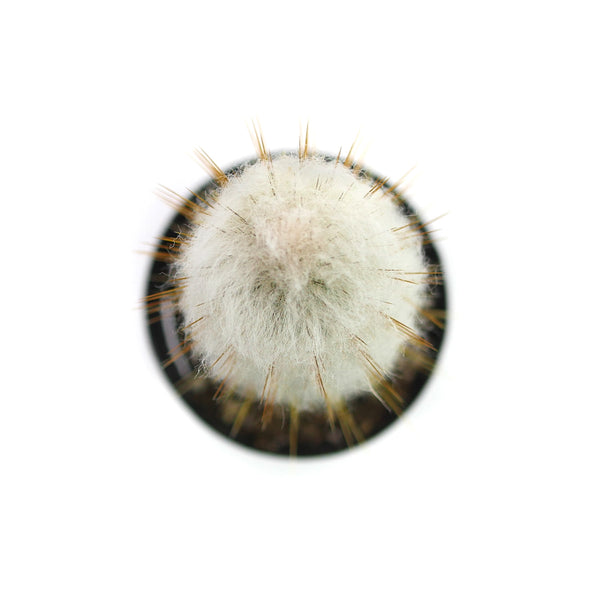 Cephalocereus senilis | Old Man Cactus - Lazy Gardens