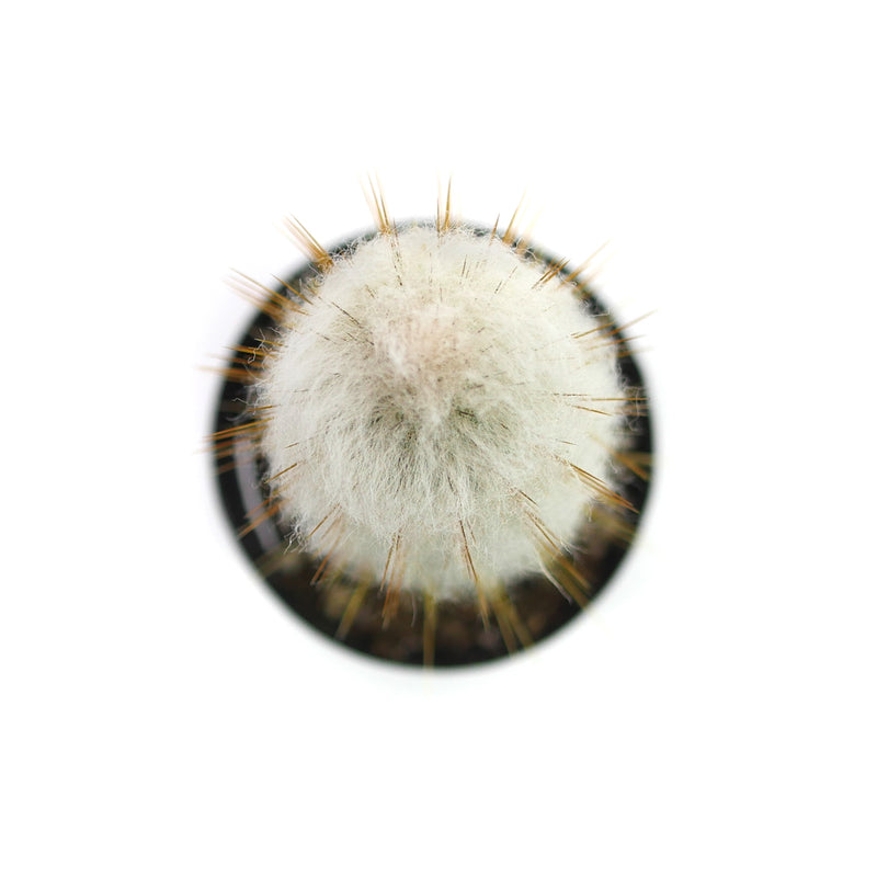 Cephalocereus senilis | Old Man Cactus - Lazy Gardens