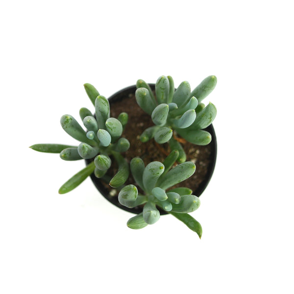 Senecio mandraliscae | Blue Chalksticks - Lazy Gardens