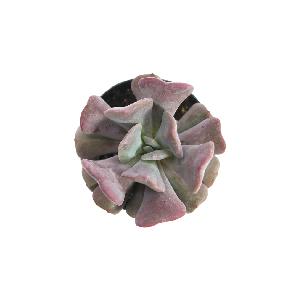 cubic succulent Echeveria Cubic Frost
