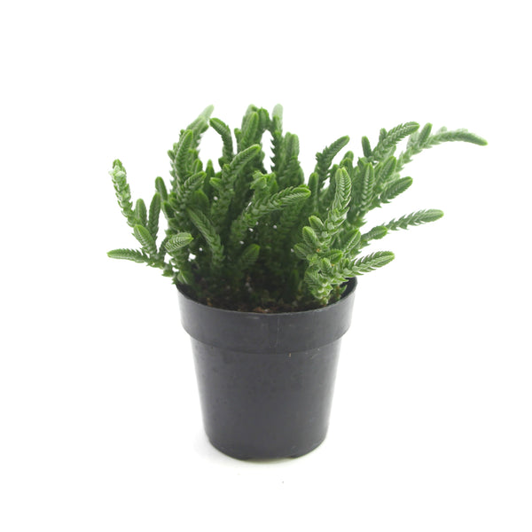 Watch Chain | Crassula muscosa