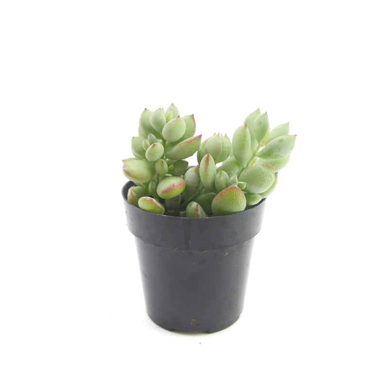 succulent cotyledon pendens Cotyledon Pendens