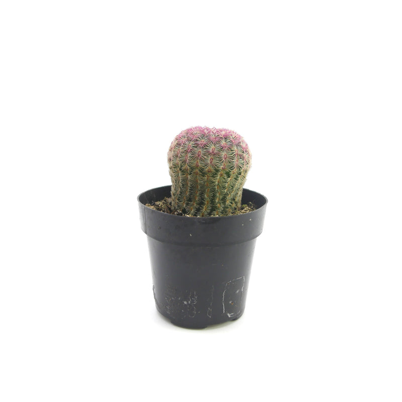 Rainbow Hedgehog Cactus | Echinocereus Rigidissimus