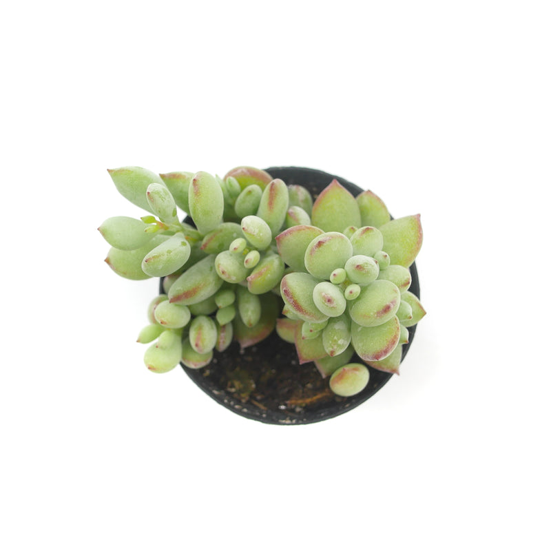 Cotyledon Pendens | Cliff Cotyledon - Lazy Gardens