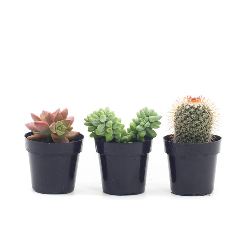 Mystery Plant Variety - 3 Pack