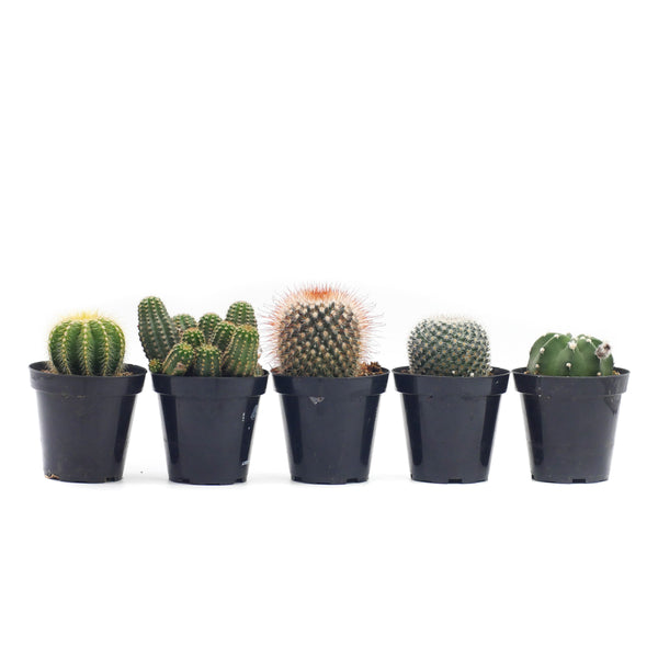 Cactus Variety - 5 Pack