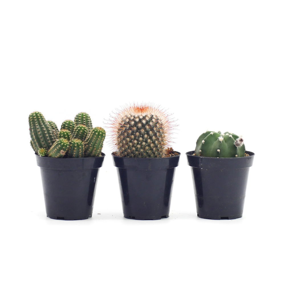 small potted cactus plants Assorted Cactus – Lazy Gardens