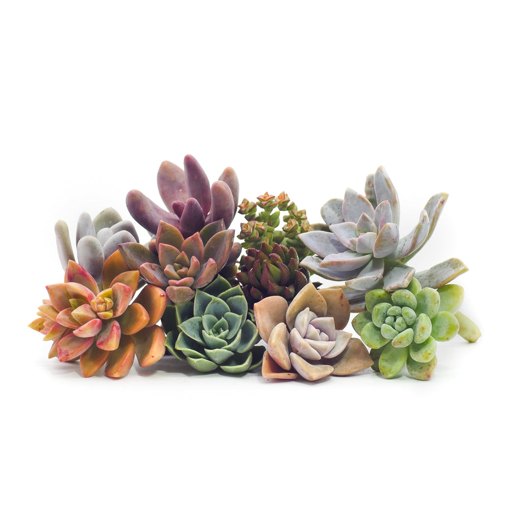 assorted succulent cuttings Assorted Succulent Cuttings – Lazy Gardens